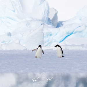 2017-01-02 - Happy Feet<br/>Kinnes Cove - Joinville Island - Antarctica<br/>Canon EOS 7D Mark II - 220 mm - f/11.0, 1/2000 sec, ISO 400