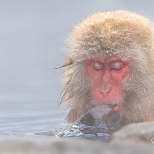 2026-02-14 - Even een momentje van contemplatie<br/>Jigokudani Monkey Park - Yamanouchi - Japan<br/>Canon EOS R5m2 - 500 mm - f/7.1, 1/500 sec, ISO 2500