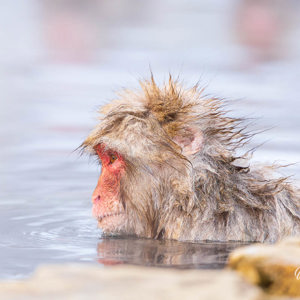 2026-02-13 - Oh no, bad hair day!<br/>Jigokudani Monkey Park - Yamanouchi - Japan<br/>Canon EOS R5m2 - 500 mm - f/7.1, 1/500 sec, ISO 3200