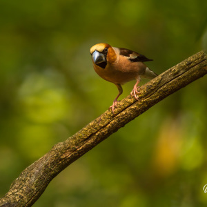 2023-05-26 - Doordringende blik van een appelvink<br/>Fotohutten Bence Máté  Drinkin - Pusztaszer - Hongarije<br/>Canon EOS R5 - 400 mm - f/5.6, 1/320 sec, ISO 500