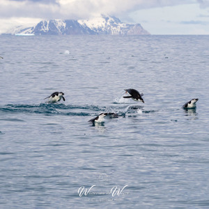 2017-01-01 - Uit het water opspringende kinbandpinguïns<br/>Chinstrap Camp - Elephant Island - Antarctica<br/>Canon EOS 7D Mark II - 100 mm - f/9.0, 1/2000 sec, ISO 800