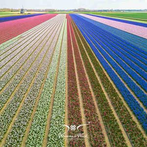 2023-04-18 - Kleurige bloembollen, met molen, genomen met drone<br/>Noord-Holland - Nederland<br/>FC3582 - 6.7 mm - f/1.7, 1/1600 sec, ISO 150