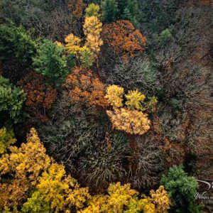 2025-11-07 - Herfstkleuren in de boomtoppen<br/>Veluwe - Nederland<br/>DJI Mini 3 Pro - 6.7 mm - f/1.7, 1/320 sec, ISO 100