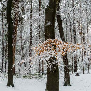 2026-01-03 - Het laatste beetje kleur<br/>Zeisterbos - Zeist - Nederland<br/>Canon EOS R6m2 - 40 mm - f/6.3, 1/80 sec, ISO 800