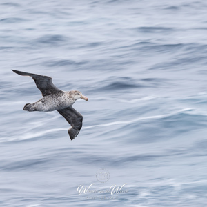 2016-12-25 - Zuidelijke reuzenstormvogel op zee<br/>Op zee naar Zuid-Georgia - Zuidelijke Atlantische Oceaan<br/>Canon EOS 7D Mark II - 200 mm - f/5.6, 1/200 sec, ISO 100