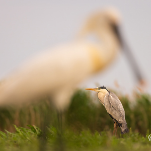 2023-05-27 - Lepelaar en bluawe reiger<br/>Fotohutten Bence Máté  Theater - Pusztaszer - Hongarije<br/>Canon EOS R5 - 321 mm - f/5.6, 1/2000 sec, ISO 1250