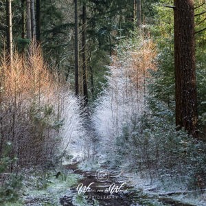 2016-01-17 - Winterkleuren in het bos<br/>Pyramide van Austerlitz - Austerlitz - Nederland<br/>Canon EOS 5D Mark III - 145 mm - f/8.0, 1/80 sec, ISO 400