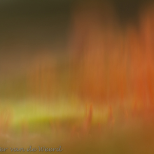2014-02-10 - Ruig haarmos schilderij<br/>Zeist - Nederland<br/>Canon EOS 7D - 100 mm - f/3.2, 1/250 sec, ISO 200