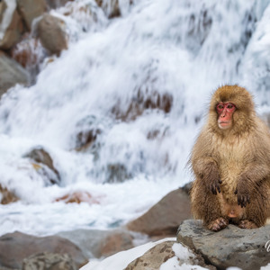 2026-02-14 - Zen bij de waterval<br/>Jigokudani Monkey Park - Yamanouchi - Japan<br/>Canon EOS R5m2 - 128 mm - f/9.0, 1/40 sec, ISO 100