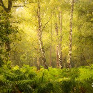 2024-09-07 - Sfeervol bos met berken<br/>Nederland<br/>Canon EOS R5 - 85 mm - f/8.0, 0.3 sec, ISO 100