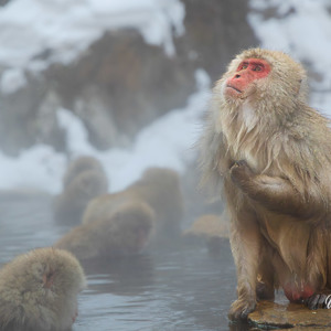 2026-02-14 - Power to the monkeys<br/>Jigokudani Monkey Park - Yamanouchi - Japan<br/>Canon EOS R5m2 - 95 mm - f/4.0, 1/800 sec, ISO 3200