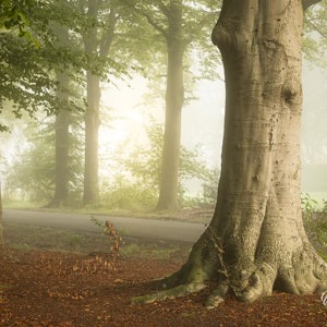 2021-10-08 - Karakteristieke boom op een sfeervolle ochtend<br/>Den Treek - Leusden - Nederland<br/>Canon EOS 5D Mark III - 100 mm - f/5.6, 0.25 sec, ISO 160