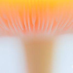 2025-10-10 - Vliegenzwam in zachte tinten<br/>Krakelingsebos - Zeist - Nederland<br/>Canon EOS R5 - 100 mm - f/2.8, 1/30 sec, ISO 1600