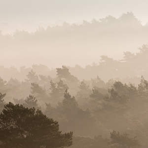 2021-03-20 - Door de bomen en mist het bos niet meer zien<br/>Brunsummerheide - Brunssum - Nederland<br/>Canon EOS 5D Mark III - 400 mm - f/8.0, 1/400 sec, ISO 200