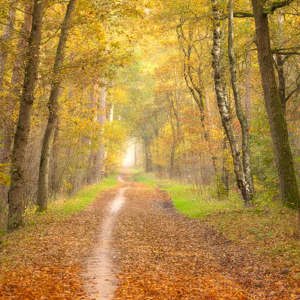2025-11-07 - Boslaan in de herfst<br/>Erfgooiersbos - Hilversum - Nederland<br/>Canon EOS R5 - 123 mm - f/8.0, 0.1 sec, ISO 400