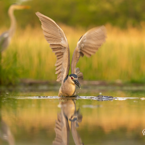 2023-05-23 - Een Kwak (nachtreiger) in warm ochtendlicht<br/>Fotohutten Bence Máté - Cinema - Pusztaszer - Hongarije<br/>Canon EOS R5 - 200 mm - f/5.0, 1/400 sec, ISO 1600