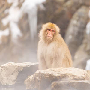 2026-02-14 - Qua kleuren paste alles goed bij elkaar<br/>Jigokudani Monkey Park - Yamanouchi - Japan<br/>Canon EOS R5m2 - 300 mm - f/6.3, 1/400 sec, ISO 1000