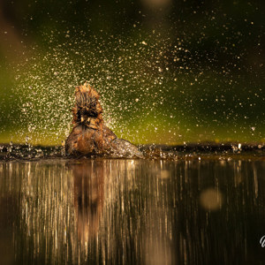 2023-05-26 - De gaai spettert er lustig op los<br/>Fotohutten Bence Máté  Drinkin - Pusztaszer - Hongarije<br/>Canon EOS R5 - 255 mm - f/5.6, 1/6400 sec, ISO 1600