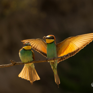 2023-05-25 - Mannetje bijeneter komt het vrouwtje verleiden met een bij<br/>Fotohutten Bence Máté - Csongrád - Pejkó Lovas Panzió - Hongarije<br/>Canon EOS R5 - 142 mm - f/4.0, 1/2000 sec, ISO 800