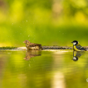 2023-05-26 - Koolmees kijkt toe hoe een ander een bad neemt<br/>Fotohutten Bence Máté  Drinkin - Pusztaszer - Hongarije<br/>Canon EOS R5 - 300 mm - f/5.6, 1/800 sec, ISO 1600