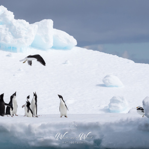 2017-01-02 - Adeliepinguïns in rep en roer<br/>Kinnes Cove - Joinville Island - Antarctica<br/>Canon EOS 7D Mark II - 275 mm - f/11.0, 1/2000 sec, ISO 400