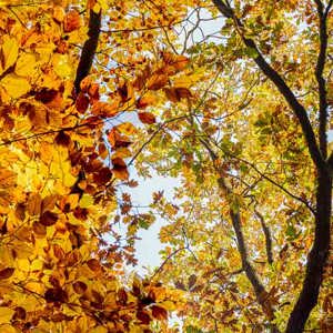 2025-11-07 - De kleuren als je omhoog kijkt<br/>Erfgooiersbos - Hilversum - Nederland<br/>Canon EOS R5 - 80 mm - f/8.0, 1/30 sec, ISO 400