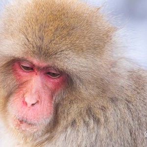 2026-02-13 - Portretje<br/>Jigokudani Monkey Park - Yamanouchi - Japan<br/>Canon EOS R5m2 - 500 mm - f/7.1, 1/640 sec, ISO 5000