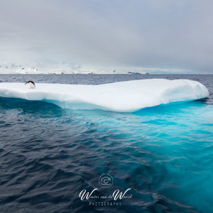 2017-01-03 - Eenzame kinbandpinguïn op mooie blauwe ijsschots<br/>Mikkelsen Harbor - D’Hainaut Island - Antarctica<br/>Canon EOS 5D Mark III - 23 mm - f/8.0, 1/800 sec, ISO 400