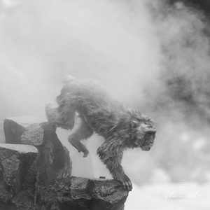2026-02-14 - Aap en stoom<br/>Jigokudani Monkey Park - Yamanouchi - Japan<br/>Canon EOS R5m2 - 500 mm - f/7.1, 1/640 sec, ISO 640