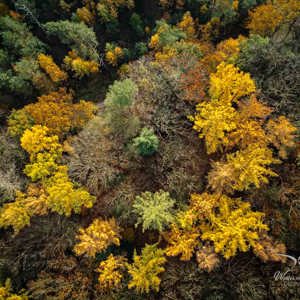 2025-11-07 - De gele cirkel, van iets lager gezien<br/>Veluwe - Nederland<br/>DJI Mini 3 Pro - 6.7 mm - f/1.7, 1/350 sec, ISO 100
