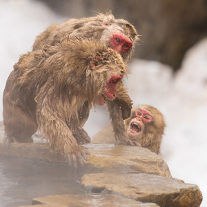 2026-02-14 - Het ging er soms hard aan toe<br/>Jigokudani Monkey Park - Yamanouchi - Japan<br/>Canon EOS R5m2 - 500 mm - f/7.1, 1/640 sec, ISO 640