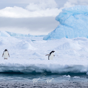 2017-01-02 - Adeliepinguïns op een ijsschots<br/>Kinnes Cove - Joinville Island - Antarctica<br/>Canon EOS 7D Mark II - 100 mm - f/8.0, 1/2000 sec, ISO 400