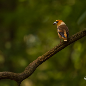 2023-05-26 - Appelvink op een tak in het bos<br/>Fotohutten Bence Máté  Drinkin - Pusztaszer - Hongarije<br/>Canon EOS R5 - 400 mm - f/5.6, 1/320 sec, ISO 500