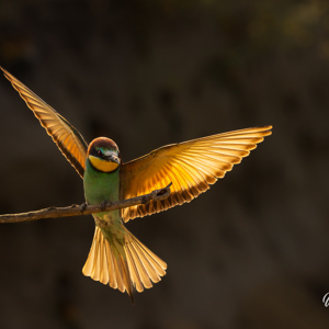 2023-05-25 - Bijeneter in tegenlicht<br/>Fotohutten Bence Máté - Csongrád - Pejkó Lovas Panzió - Hongarije<br/>Canon EOS R5 - 120 mm - f/4.0, 1/2000 sec, ISO 800