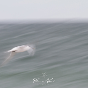 2014-05-02 - Gtote stern in beweging<br/>Düne - Helgoland - Duitsland<br/>Canon EOS 7D - 420 mm - f/22.0, 1/15 sec, ISO 100