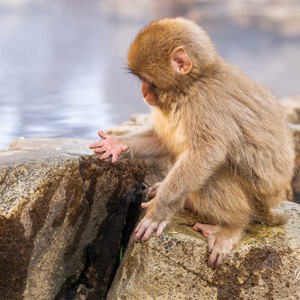 2026-02-13 - Hmm, vijf vingers, klopt dit wel?<br/>Jigokudani Monkey Park - Yamanouchi - Japan<br/>Canon EOS R5m2 - 200 mm - f/7.1, 1/200 sec, ISO 1000