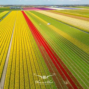 2023-04-18 - Bloembollenveld. gefotografeerd met drone<br/>Noord-Holland - Nederland<br/>FC3582 - 6.7 mm - f/1.7, 1/2000 sec, ISO 120
