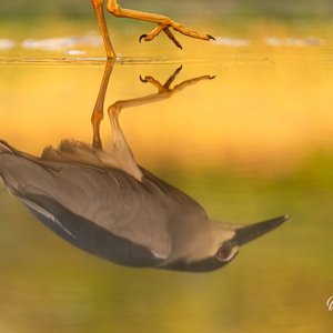 2023-05-23 - Een Kwak, maar dan even anders dan anders<br/>Fotohutten Bence Máté - Cinema - Pusztaszer - Hongarije<br/>Canon EOS R5 - 300 mm - f/5.0, 1/500 sec, ISO 1600