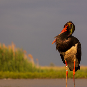 2023-05-27 - Staatsieportret van een zwarte ooievaar<br/>Fotohutten Bence Máté  Theater - Pusztaszer - Hongarije<br/>Canon EOS R5 - 135 mm - f/5.6, 1/1250 sec, ISO 400