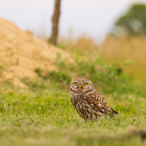 2023-05-23 - steenuil in het gras<br/>Fotohutten Bence Máté - Pusztaszer - Hongarije<br/>Canon EOS R5 - 176 mm - f/5.6, 1/160 sec, ISO 3200