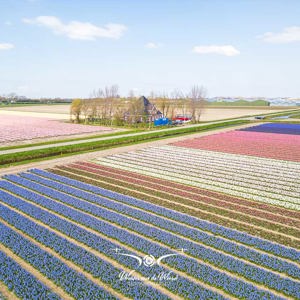 2023-04-18 - Noord-Hollandse stolpboerderij bij de bloemvelden<br/><br/>FC3582 - 6.7 mm - f/1.7, 1/1250 sec, ISO 110