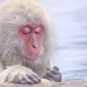 2026-02-15 - Genietend van het warme water en wat eten<br/>Jigokudani Monkey Park - Yamanouchi - Japan<br/>Canon EOS R5m2 - 324 mm - f/7.1, 1/500 sec, ISO 3200