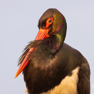 2023-05-27 - Wat een prachtige kleuren bij deze zwarte ooievaar<br/>Fotohutten Bence Máté  Theater - Pusztaszer - Hongarije<br/>Canon EOS R5 - 400 mm - f/5.6, 1/1250 sec, ISO 800