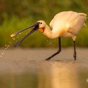 2023-05-27 - Lepalaar met visje in de bek<br/>Fotohutten Bence Máté  Theater - Pusztaszer - Hongarije<br/>Canon EOS R5 - 400 mm - f/5.6, 1/3200 sec, ISO 1600