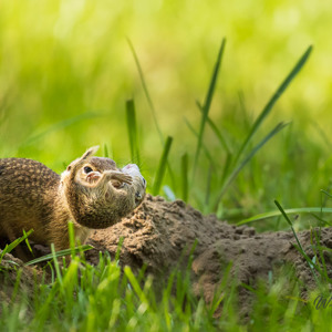 2023-05-25 - Siesel moeder verplaatstt haar kleintje naar een ander hol<br/>Fotohutten Bence Máté - Farm - Pusztaszer - Hongarije<br/>Canon EOS R5 - 400 mm - f/5.6, 1/2000 sec, ISO 3200