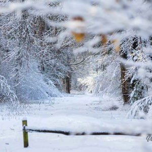 2026-01-04 - Winters wandelpad<br/>Bornia -Heidestein - Zeist - Nederland<br/>Canon EOS R6m2 - 200 mm - f/5.0, 1/400 sec, ISO 800