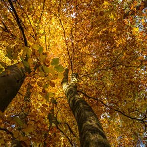 2025-11-07 - Dicht geel bladerdek van een beuk<br/>Erfgooiersbos - Hilversum - Nederland<br/>Canon EOS R5 - 24 mm - f/8.0, 1/40 sec, ISO 400