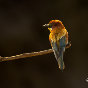 2023-05-25 - Wat een kleur!<br/>Fotohutten Bence Máté - Csongrád - Pejkó Lovas Panzió - Hongarije<br/>Canon EOS R5 - 200 mm - f/2.8, 1/8000 sec, ISO 1600