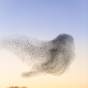 2020-02-01 - De vogel<br/>Meersteeg 14 - Geldermalsen - Nederland<br/>Canon EOS 5D Mark III - 70 mm - f/3.5, 0.02 sec, ISO 100