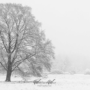 2023-01-20 - Monumentale boom in de sneeuw<br/>Kaapse Bossen - Doorn - Nederland<br/>Canon EOS R5 - 70 mm - f/4.0, 1/250 sec, ISO 800